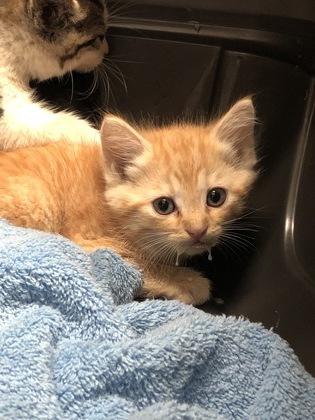 Shelter Stray Male Cat last seen Gold River, CA 95670, Sacramento, CA 95828