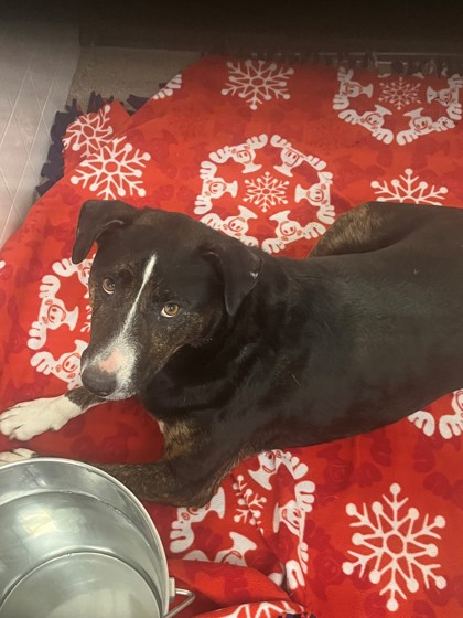 Shelter Stray Male Dog last seen Cleburne, TX , Cleburne, TX 76033