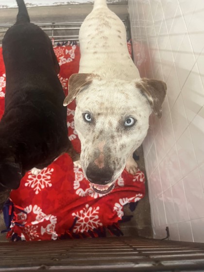 Shelter Stray Female Dog last seen Cleburne, TX , Cleburne, TX 76033