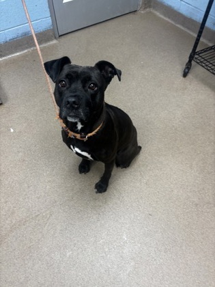 Shelter Stray Female Dog last seen Near EMBARCADERO DRIVE Lithonia, 30058, 30058, GA, Atlanta, GA 30341