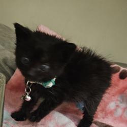Shelter Stray Female Cat last seen N Decatur Rd &Clairmont Rd inter. Decatur Ga 30033, 30033, GA, 3280 Chamblee Dunwoody Rd, Chamblee, GA 30341, USA