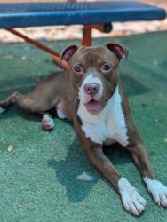 Shelter Stray Male Dog last seen El Paso, TX 79901, Fort Bliss, TX 79906