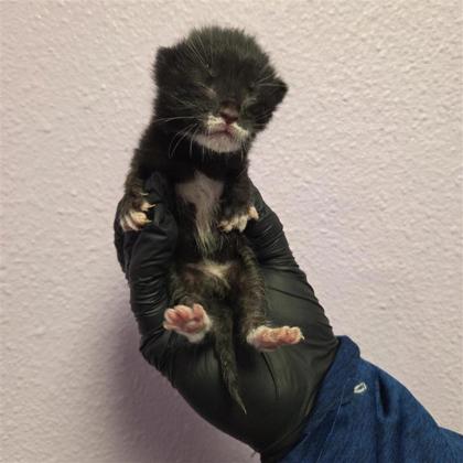 Shelter Stray Male Cat last seen El Paso, TX 79915, Fort Bliss, TX 79906