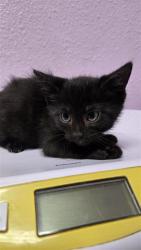 Shelter Stray Male Cat last seen El Paso, TX 79930, Fort Bliss, TX 79906