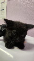Shelter Stray Male Cat last seen El Paso, TX 79930, Fort Bliss, TX 79906