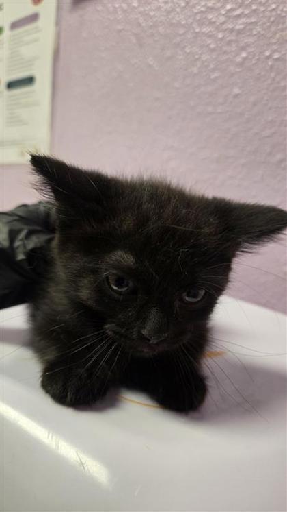Shelter Stray Male Cat last seen El Paso, TX 79930, Fort Bliss, TX 79906