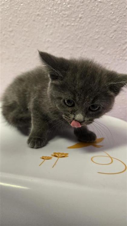 Shelter Stray Female Cat last seen El Paso, TX 79930, Fort Bliss, TX 79906