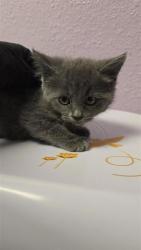 Shelter Stray Female Cat last seen El Paso, TX 79930, Fort Bliss, TX 79906