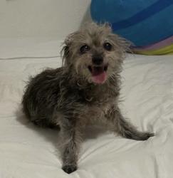 Reunited Female Dog last seen Stoneport Dr, Dallas, TX 75217, USA, Dallas, TX 75217