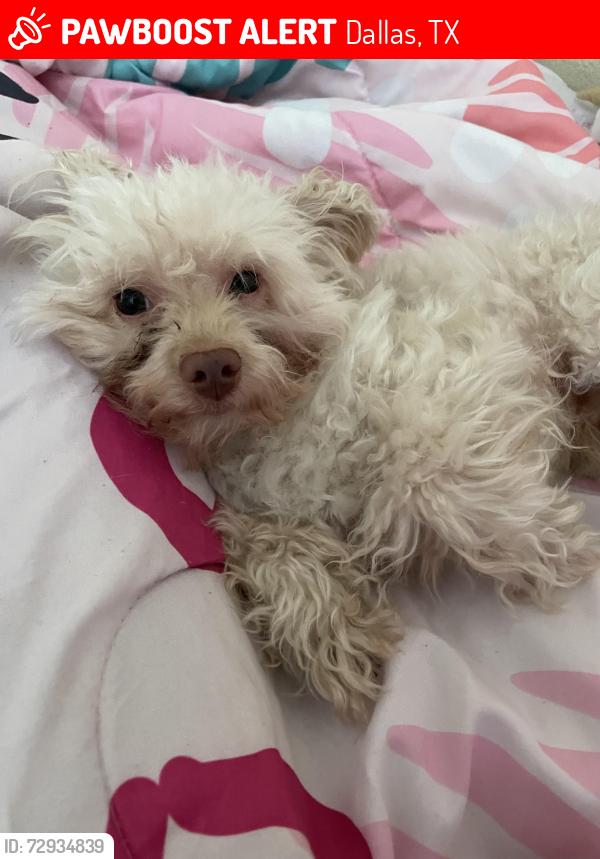 Lost Male Dog last seen Forest Ln, Dallas, TX 75243