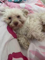 Lost Male Dog last seen Forest Ln, Dallas, TX 75243