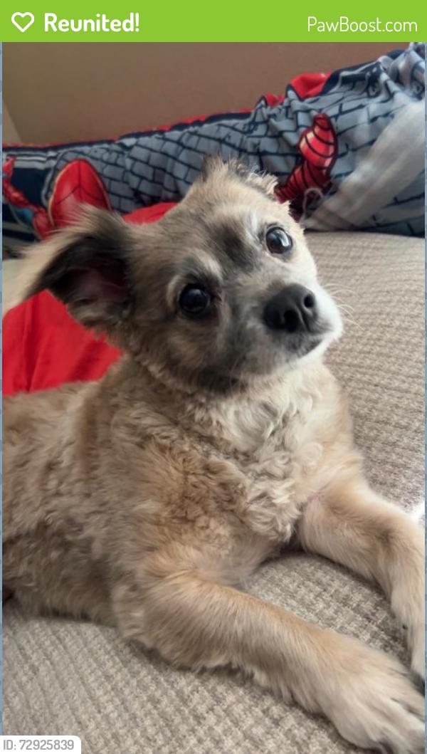 Reunited Female Dog last seen Northgate Community park, Fremont, CA 94555