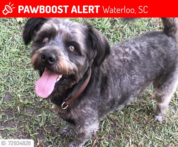 Lost Male Dog last seen Riser Road + Ferry Landing, Waterloo, SC 29384