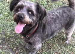 Lost Male Dog last seen Riser Road + Ferry Landing, Waterloo, SC 29384