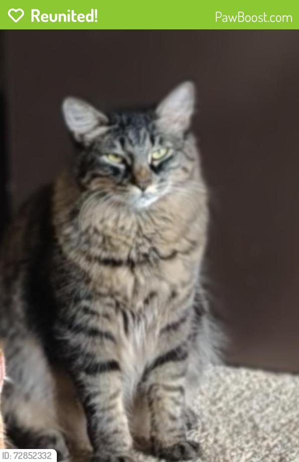Reunited Male Cat last seen Garner and acosta plaza, Salinas, CA 93905