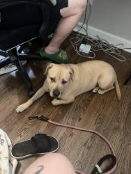 Found/Stray Female Dog last seen Denver and Delmar, Fayetteville, NC 28304