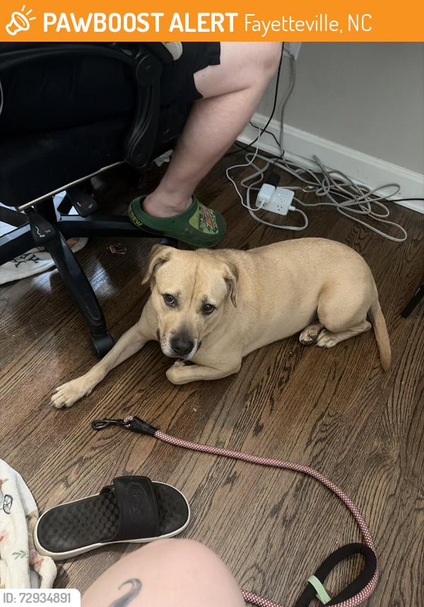 Found/Stray Female Dog last seen Denver and Delmar, Fayetteville, NC 28304