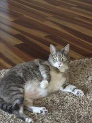 Reunited Female Cat last seen Near Yalta Ln Ne Circle Pines Mn 55014, Circle Pines, MN 55014