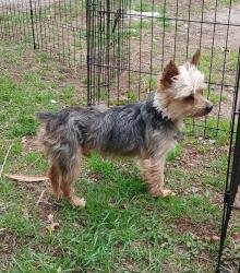 Lost Male Dog last seen Heritage park area near dugas , San Antonio, TX 78245