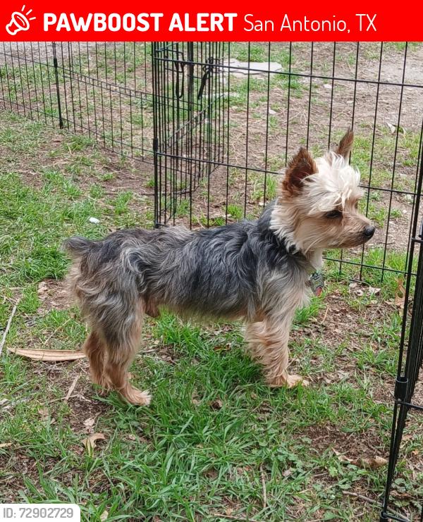 Lost Male Dog last seen Heritage park area near dugas , San Antonio, TX 78245