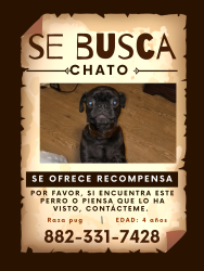 Reunited Male Dog last seen Near maxey RD houston TX, Houston, TX 77013