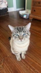 Reunited Male Cat last seen 86TH STREET, Graham, WA 98338