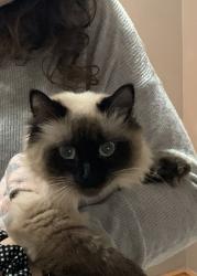 Reunited Female Cat last seen Mary Browns Chicken , Edmonton, AB T6L
