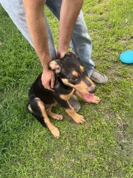 Reunited Male Dog last seen Waa Dr, Tyler, TX 75703, USA, Tyler, TX 75703