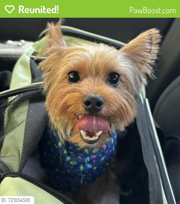 Reunited Male Dog last seen monroe , Irvine, CA 92620
