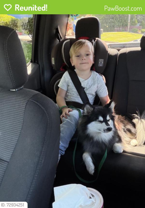 Reunited Male Dog last seen Pacific and Sleater Kennedy , Lacey, WA 98503
