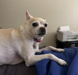Lost Female Dog last seen Washington st meadow lane and Cooley ln, Colton, CA 92324