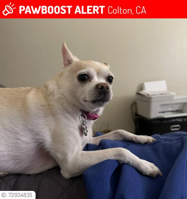 Lost Female Dog last seen Washington st meadow lane and Cooley ln, Colton, CA 92324