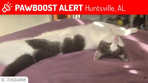 Lost Female Cat last seen Ashford Terrace , Huntsville, AL 35816