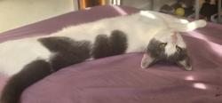 Lost Female Cat last seen Ashford Terrace , Huntsville, AL 35816
