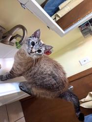 Lost Male Cat last seen Warrior's Path Park, near Sinking Waters and the old horse stable, Kingsport, TN 37664
