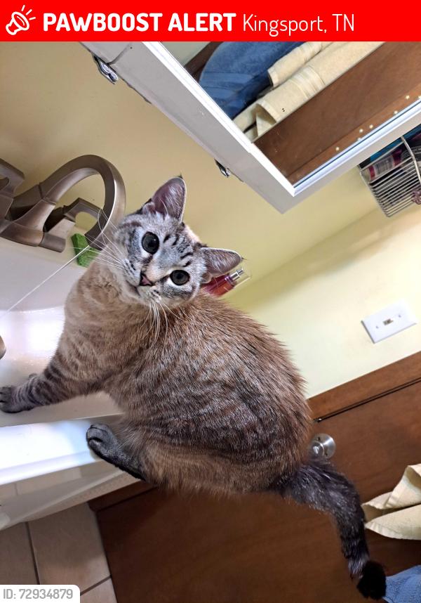 Lost Male Cat last seen Warrior's Path Park, near Sinking Waters and the old horse stable, Kingsport, TN 37664