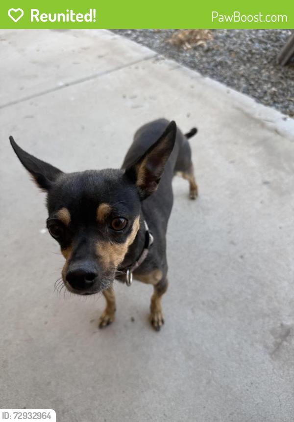 Reunited Female Dog last seen Avalon Park Neighborhood, Albuquerque, NM 87121
