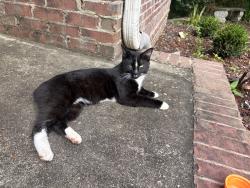 Found/Stray Male Cat last seen Brookstone neighborhood , Argo, AL 35120