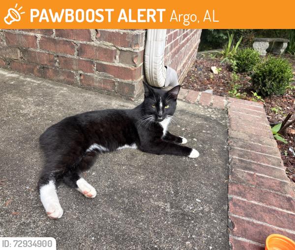 Found/Stray Male Cat last seen Brookstone neighborhood , Argo, AL 35120