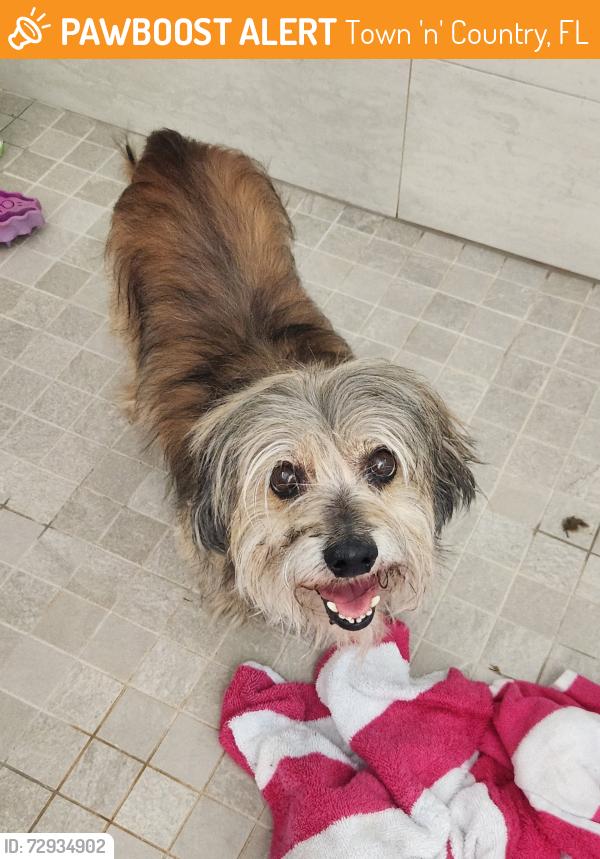 Found/Stray Unknown Dog last seen Longstone ct and featherhall place, Town 'n' Country, FL 33615