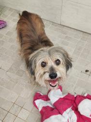 Found/Stray Unknown Dog last seen Longstone ct and featherhall place, Town 'n' Country, FL 33615