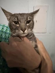 Found/Stray Male Cat last seen Cascade athletic center, Gresham, OR 97030