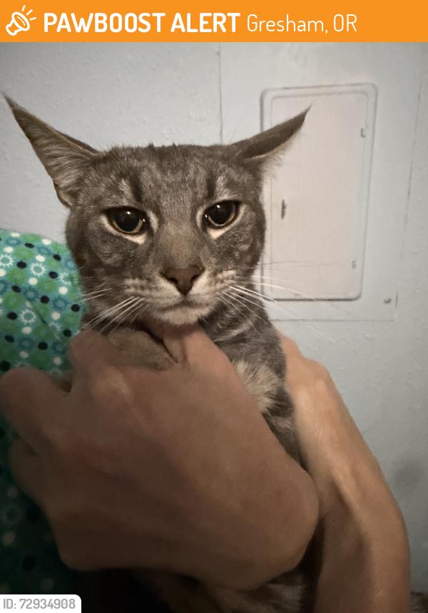 Found/Stray Male Cat last seen Cascade athletic center, Gresham, OR 97030