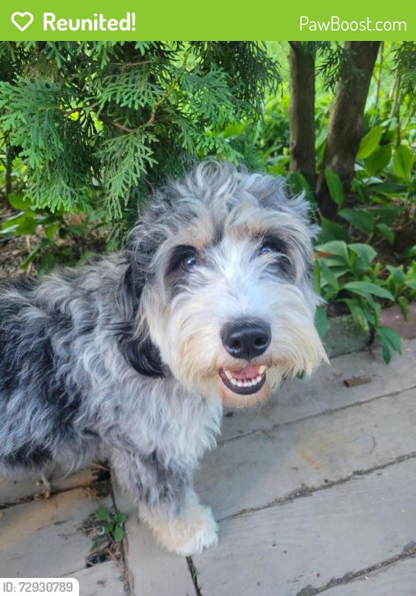 Reunited Female Dog last seen New falls rd and levittown parkway, Levittown, PA 19054
