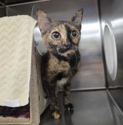 Shelter Stray Female Cat last seen NW 15th / NW Wallula, OR, Troutdale, OR 97060
