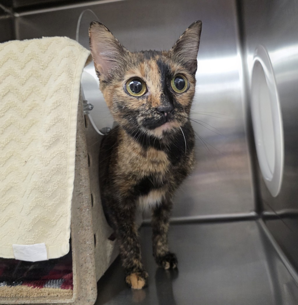 Shelter Stray Female Cat last seen NW 15th / NW Wallula, OR, Troutdale, OR 97060