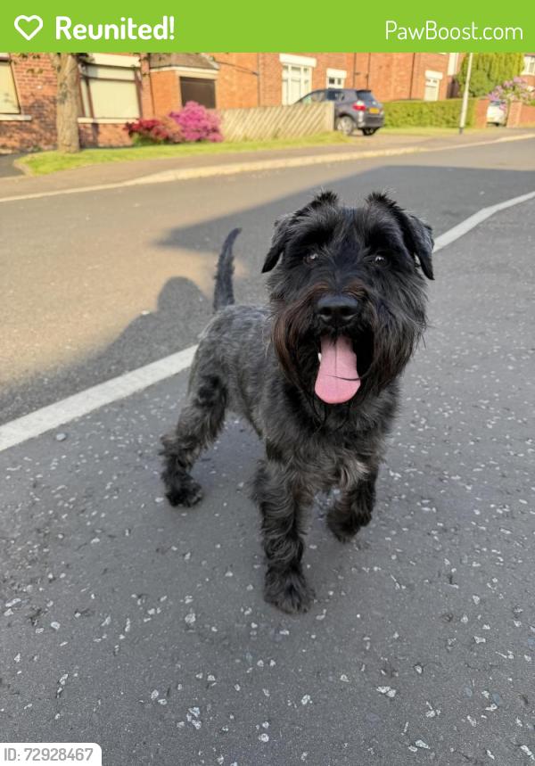 Reunited Male Dog last seen Tullycarnet park, Belfast, Northern Ireland BT5