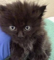 Shelter Stray Female Cat last seen 82nd/Division, OR, 1700 W Historic Columbia River Hwy, Troutdale, OR 97060, USA