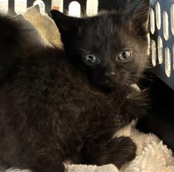 Shelter Stray Male Cat last seen 82nd/Division, OR, 1700 W Historic Columbia River Hwy, Troutdale, OR 97060, USA