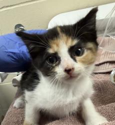 Shelter Stray Female Cat last seen NE 122nd and Glisan, PORTLAND, OR, 97230, 1700 W Historic Columbia River Hwy, Troutdale, OR 97060, USA